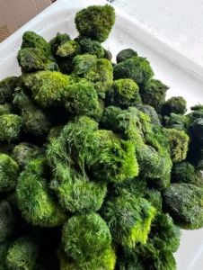 Marimo Moss Ball KIRIK (PARÇALANMIŞ) 250 GRAM
