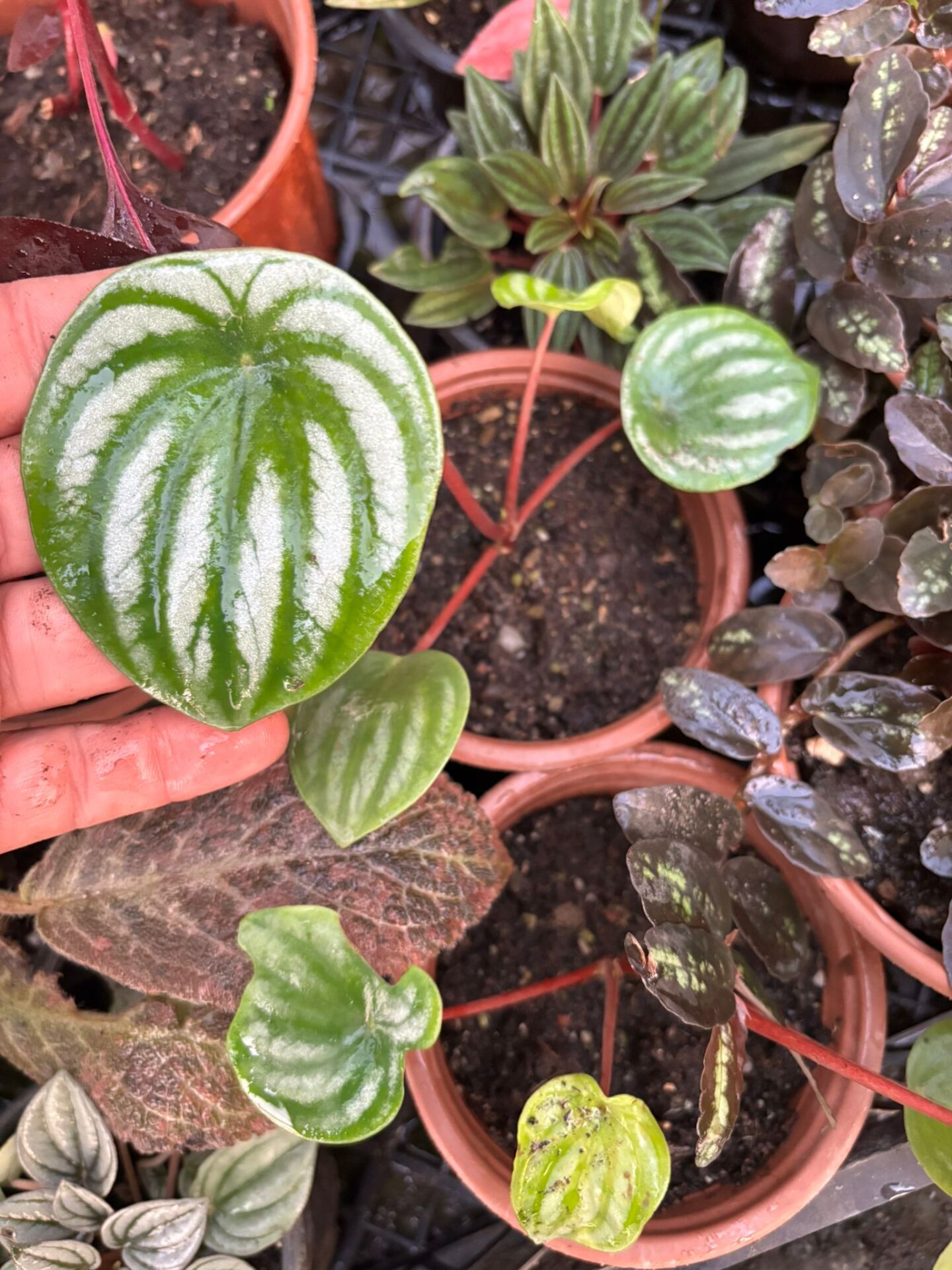 Peperomia argyraea ADET İTHAL