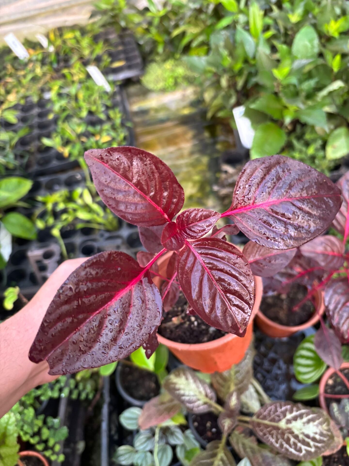 Iresine diffusa ADET İTHAL