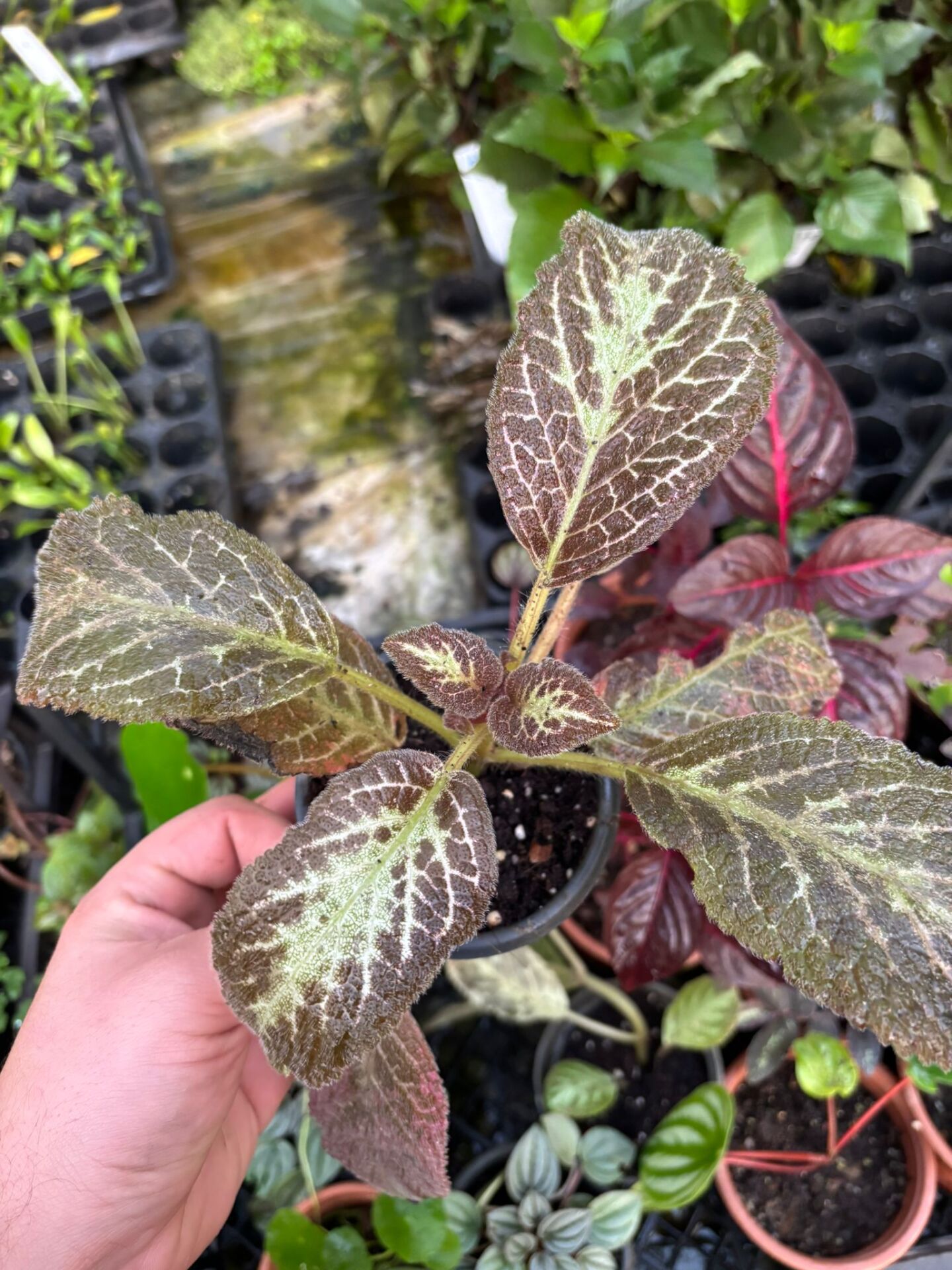 Episcia cupreata ADET İTHAL