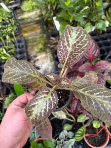 Episcia cupreata ADET İTHAL