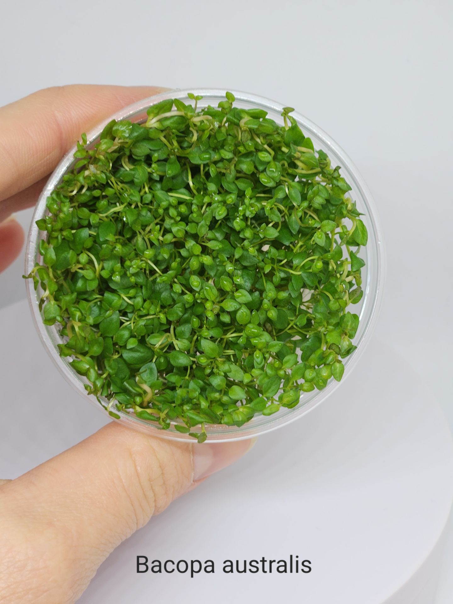 Bacopa australis IN VITRO CUP