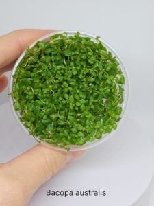 Bacopa australis IN VITRO CUP