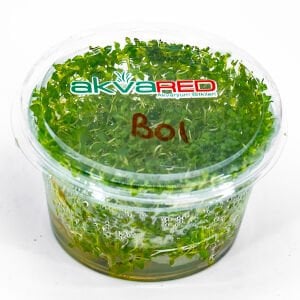 Bacopa australis IN VITRO CUP