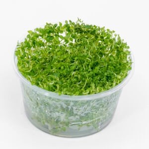 Bacopa australis IN VITRO CUP