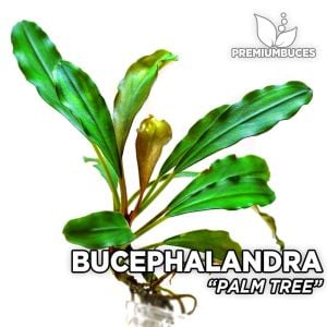 Bucephalandra palm tree ADET 