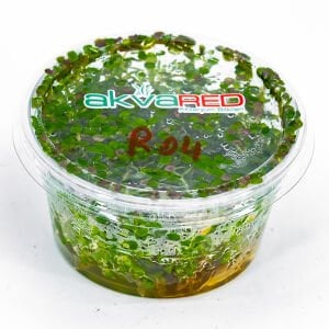 Rotala ceylon IN VITRO