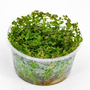 Rotala ceylon IN VITRO