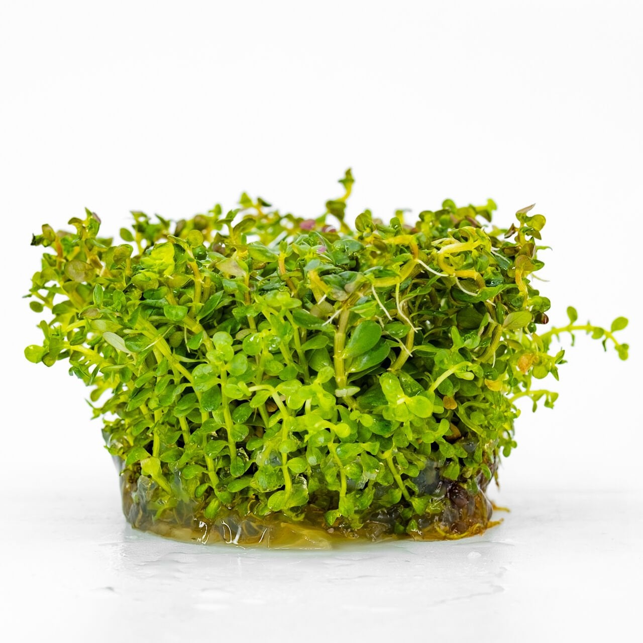 Rotala ceylon IN VITRO