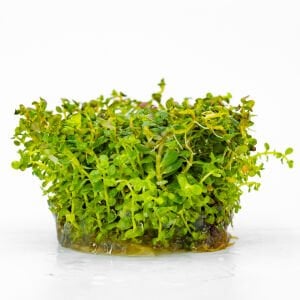 Rotala ceylon IN VITRO
