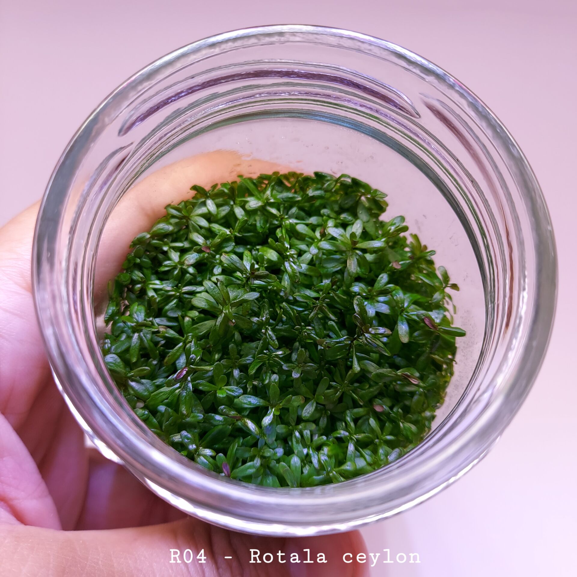 Rotala ceylon IN VITRO CUP