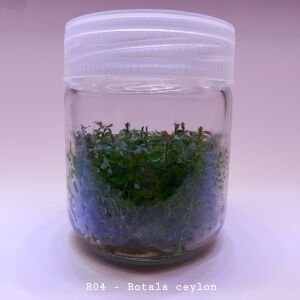 Rotala ceylon IN VITRO CUP