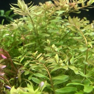Rotala ceylon IN VITRO