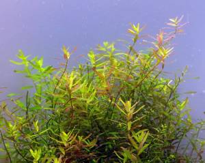 Rotala ceylon IN VITRO