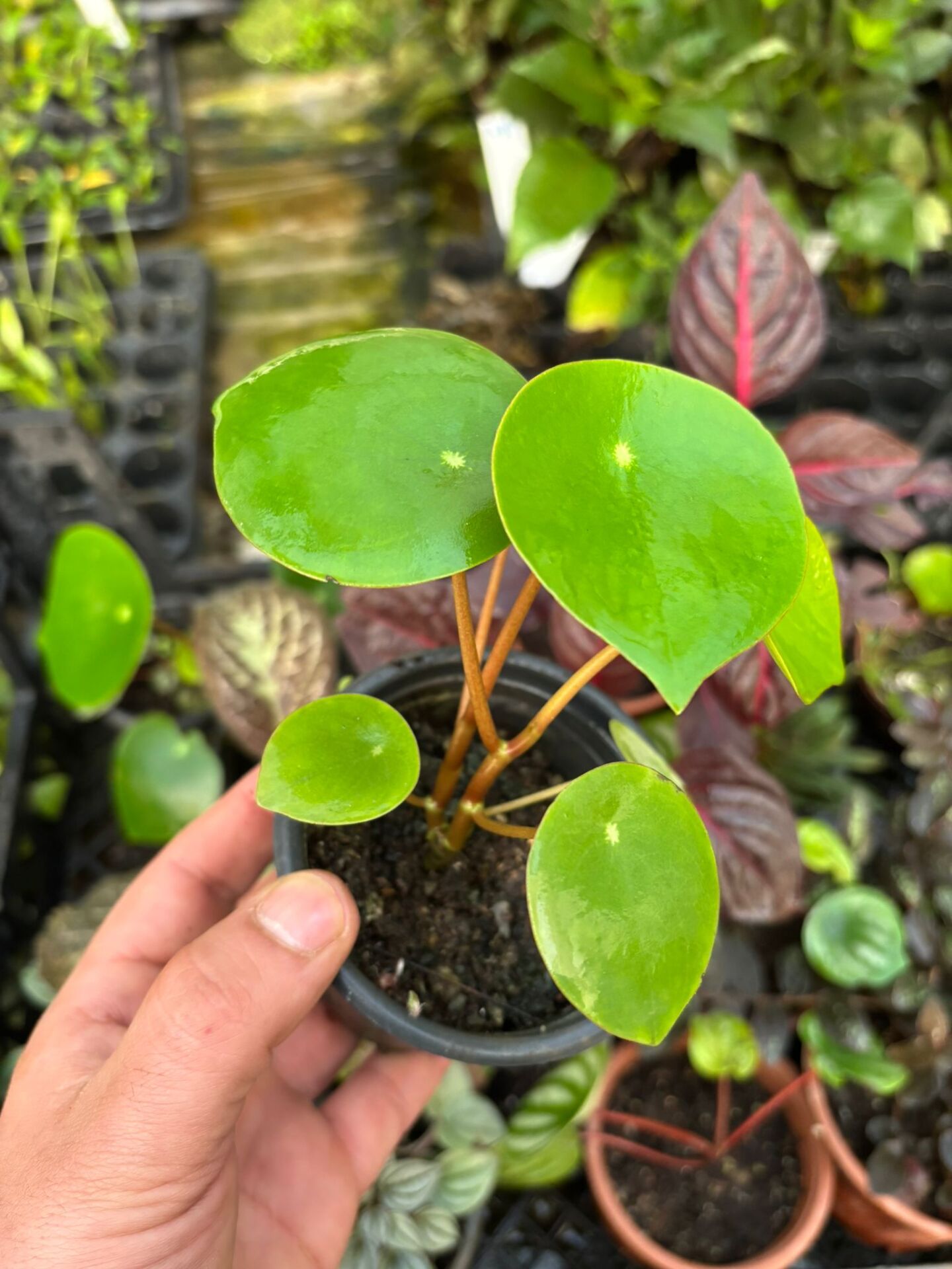 Peperomia polybotrya ADET İTHAL