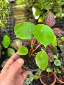 Peperomia polybotrya ADET İTHAL