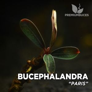 Bucephalandra paris ADET 