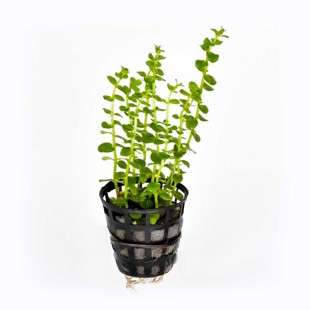 Rotala rotundifolia green BUKET