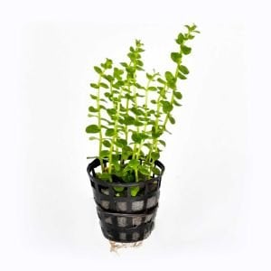 Rotala rotundifolia green BUKET