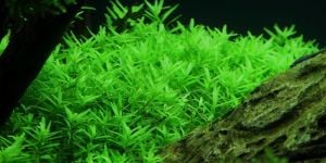Rotala rotundifolia green BUKET