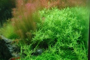 Rotala rotundifolia green BUKET