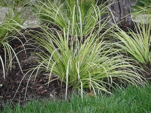 Acorus gramineus bronze İTHAL BUKET