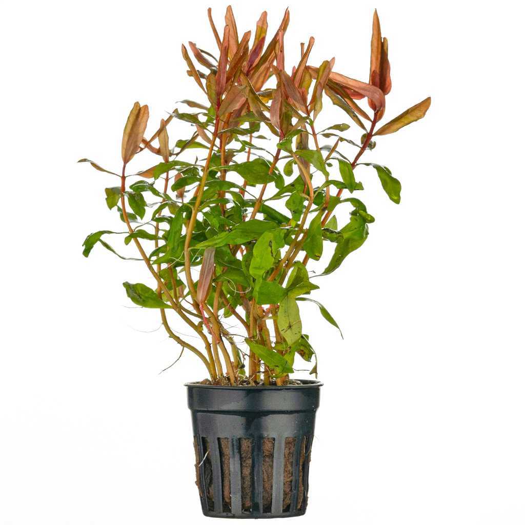 Ammannia gracilis SAKSI