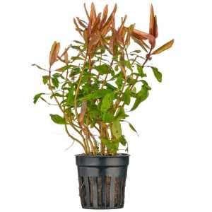 Ammannia gracilis SAKSI
