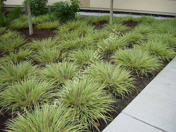 Acorus gramineus bronze İTHAL ADET