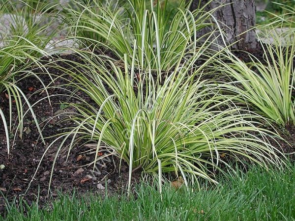 Acorus gramineus bronze İTHAL ADET