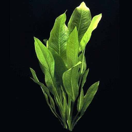 Echinodorus americanus SAKSI