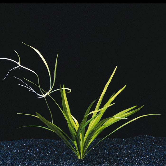 Echinodorus latifolius SAKSI