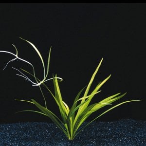 Echinodorus latifolius SAKSI