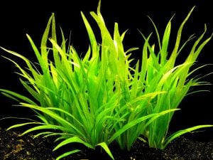 Echinodorus latifolius SAKSI