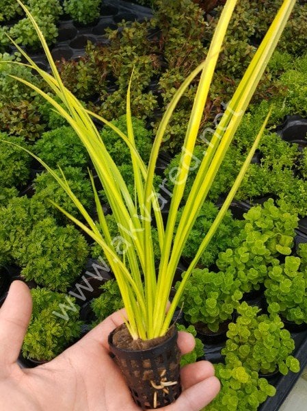 Acorus gramineus gold İTHAL SAKSI