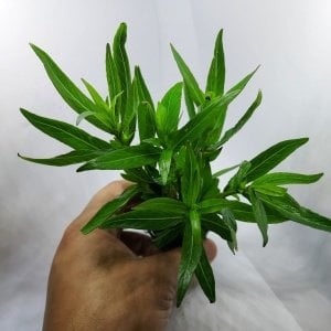 Hygrophila parawitota SAKSI