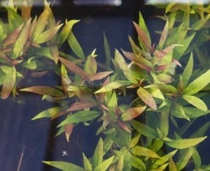 Hygrophila parawitota SAKSI