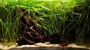 Vallisneria spiralis red (Saz) BUKET