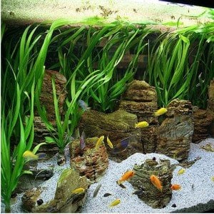 Vallisneria spiralis red (Saz) BUKET