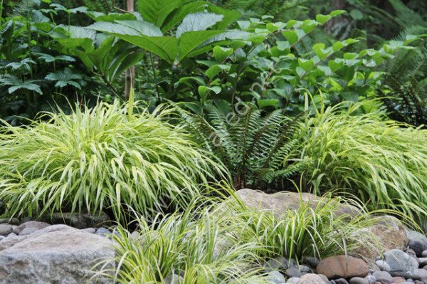 Acorus gramineus gold İTHAL BUKET