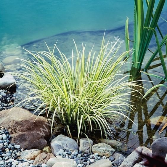 Acorus gramineus gold İTHAL BUKET