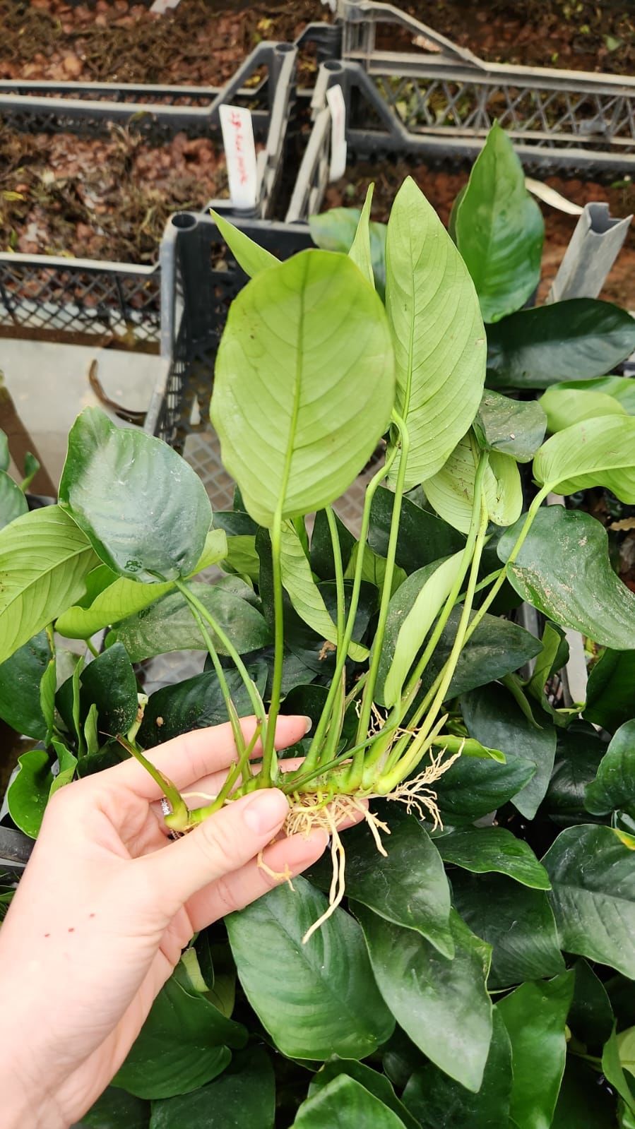 Anubias nana BÜYÜK BOY - ADET ÖN SİPARİŞ