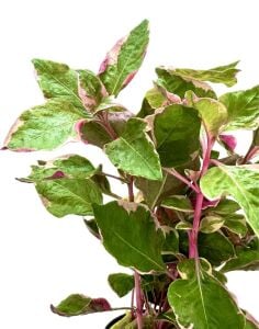 Alternanthera bettzickiana pink aurora SAKSI