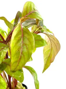 Alternanthera reineckii red broad SAKSI