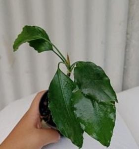 Aridarum hippocrepis ADET ÖN SİPARİŞ