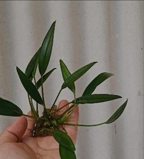 Aridarum jupiter ADET ÖN SİPARİŞ