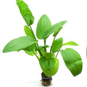 Echinodorus grandifolius muricatus SAKSI