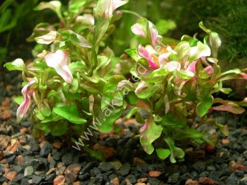 Alternanthera bettzickiana green SAKSI