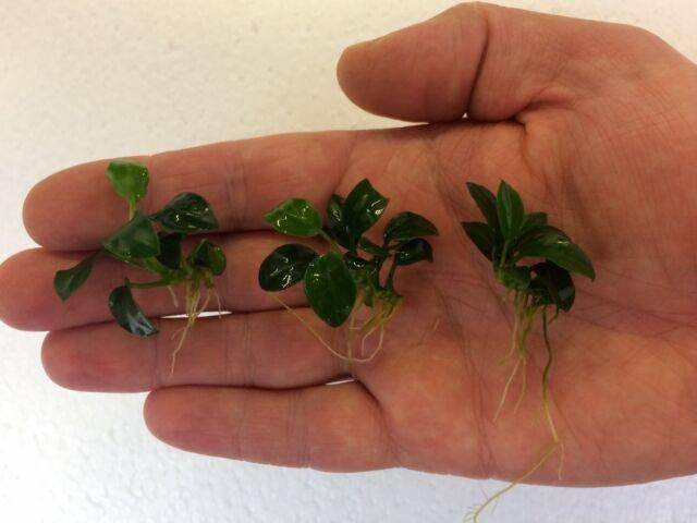 Anubias nana petite ADET - ÖN SİPARİŞ