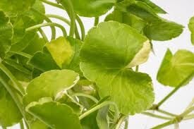 Hydrocotyle leucocephala variegated SAKSI